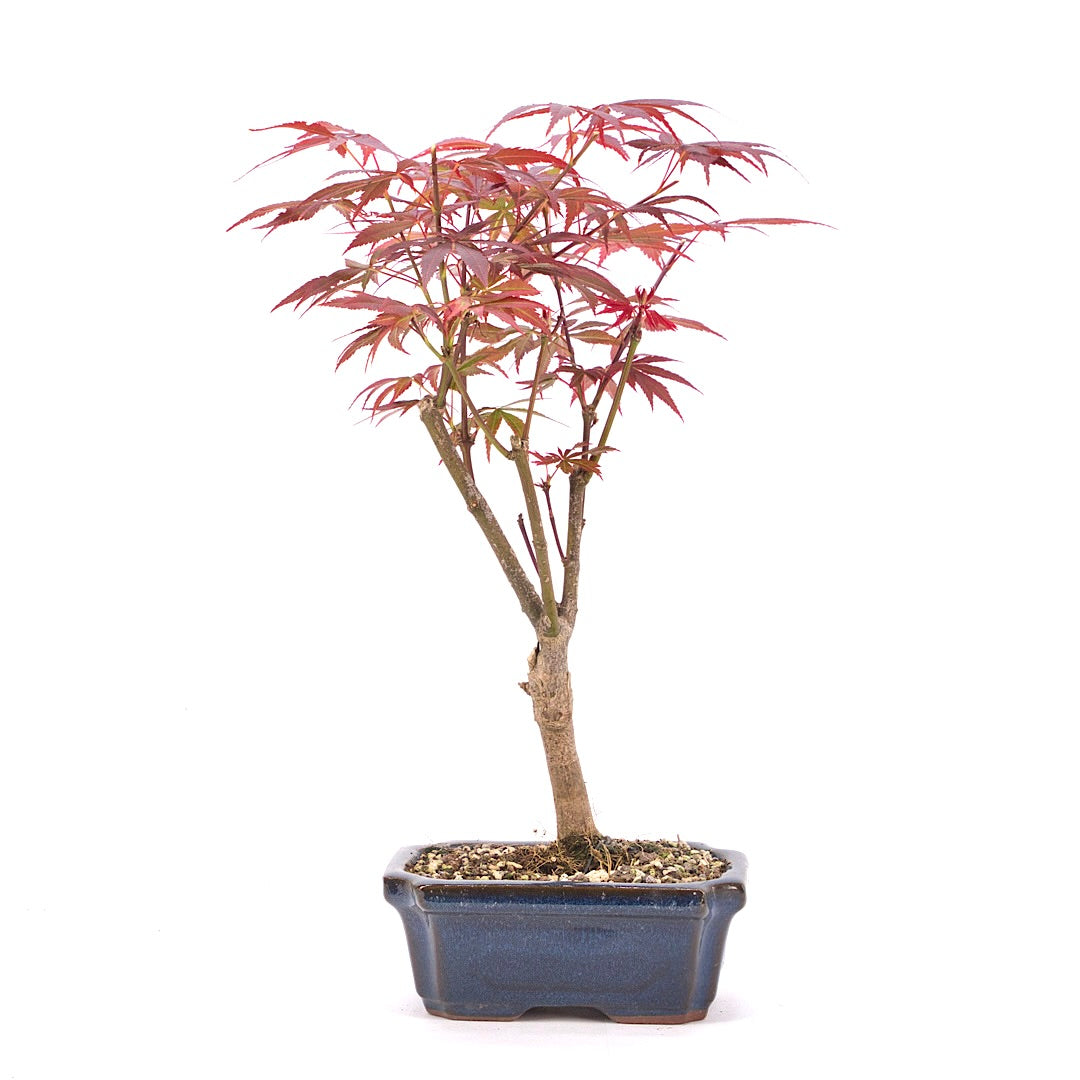 Fächer-Ahorn 'Acer palmatum 'Deshojo'